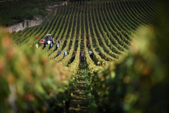French wine police are on the hunt for Burgundy grape thieves