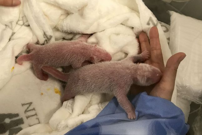 Berlin panda Meng Meng gives birth to twins