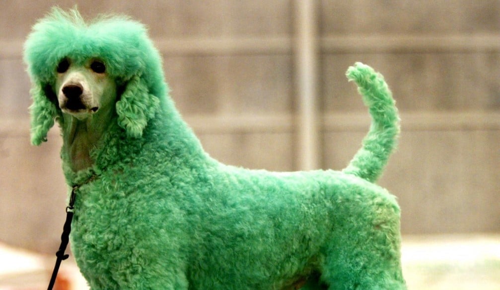 what does it mean when a puppy comes out green