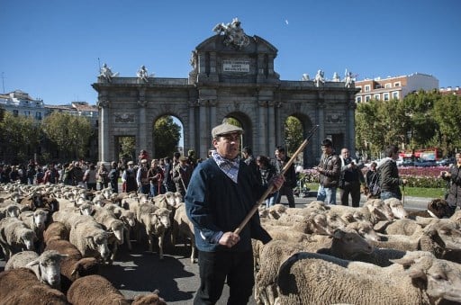 Madrid prepares for sheep invasion