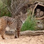 WARNING GRAPHIC IMAGES: Four Iberian lynx killed by hunters in central Spain