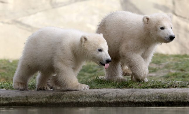 Polar bear twins Kaja and Skadi at the zoo in Rostock.