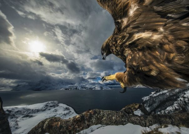 The three-year wait behind Norwegian photographer’s incredible award-winning eagle shot