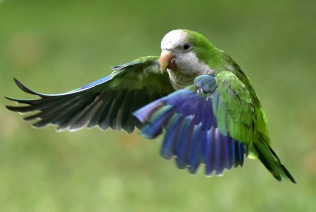 Madrid to exterminate 12,000 'destructive' parakeets