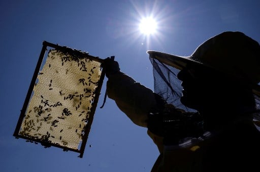 Climate crisis: Italian beekeepers suffer ‘worst honey harvest ever’