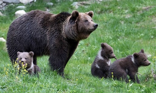 How elusive brown bears have become a tourist attraction in northern Spain