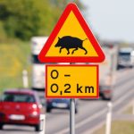 Driving in Sweden: How to avoid wildlife collisions