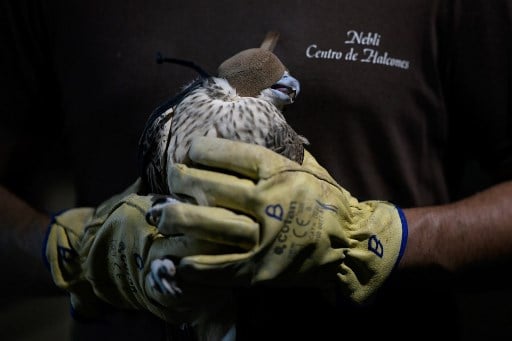 Falcons: Spain becomes biggest exporter of hunting raptors to Arab world