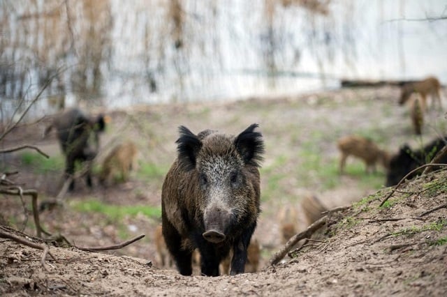 'Frozen' wild boar used to fake road crash in Italy