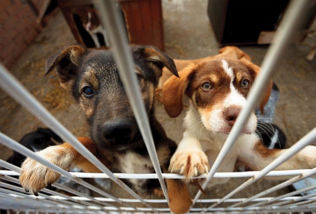 Spain makes landmark ruling against pet shop for animal abuse