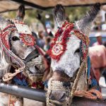 Finally, Costa del Sol town imposes weight limit on donkey rides