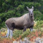 ‘Shoot aggressive elks tormenting town residents,’ Swedish police order