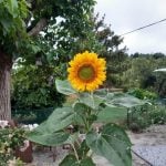 From Rose Cottage to Casa Girasol: Growing a garden in Galicia