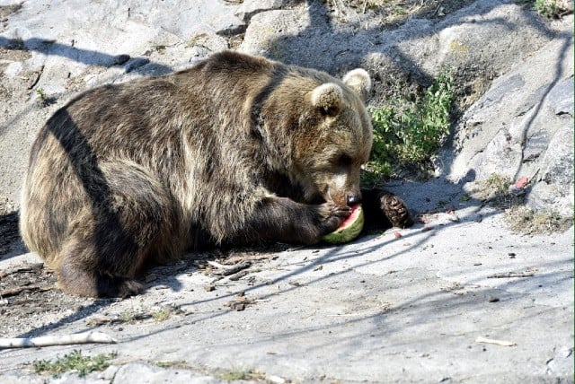 Mischa the bear dies after rescue from 'cruel' animal show in France