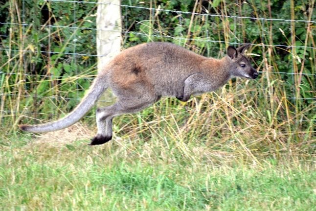 Pet kangaroo on the loose in Bavarian village