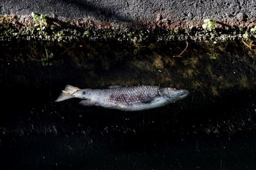 Dead fish wash up in river in Spain after waste plant fire