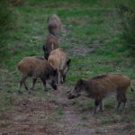 ‘Carnage’: Anger in France after 158 wild boar killed in single hunt