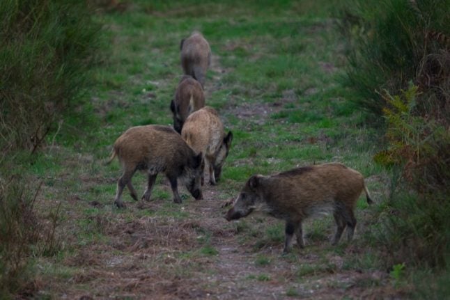 'Carnage': Anger in France after 158 wild boar killed in single hunt