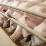 This little piggy went to court: Piglets become plaintiffs in landmark German trial