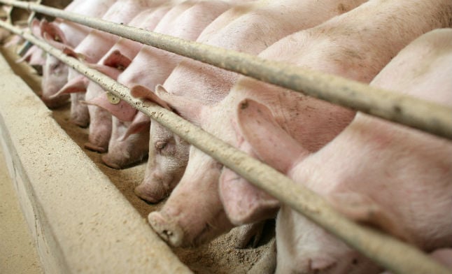 This little piggy went to court: Piglets become plaintiffs in landmark German trial