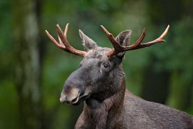 Norwegian man chased up a tree by elk whilst jogging