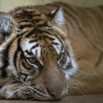 Rescued tigers leave for new home in Spain after gruelling journey that nearly killed them