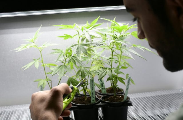 Italy’s Senate blocks the legalisation of ‘cannabis light’