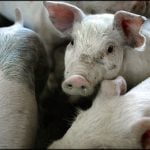 100 pigs loose on Danish road after truck overturns