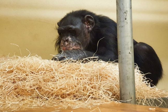 Two surviving monkeys from deadly German zoo fire ‘doing well’
