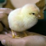 Germany and France to push EU to end shredding of male chicks