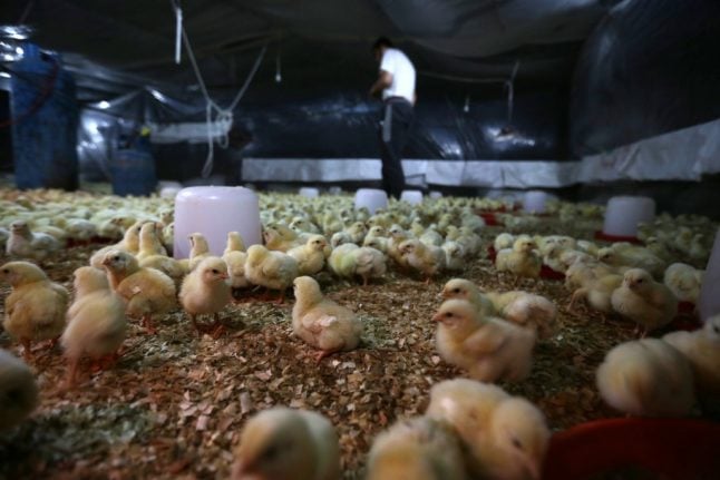 France to ban slaughter of male chicks on poultry farms