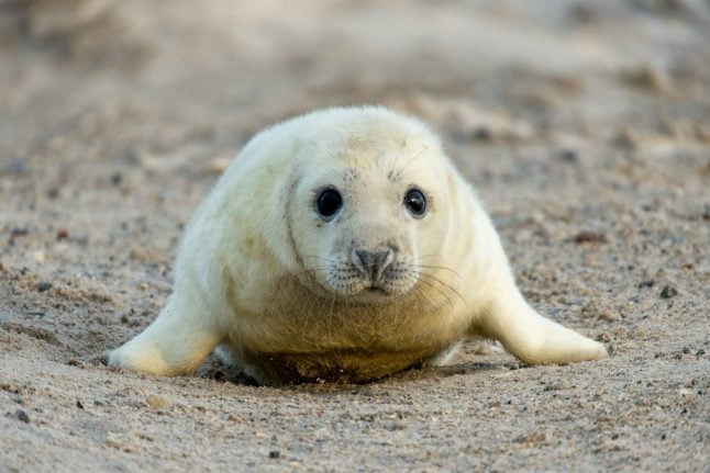 More than 500 seals born on historic German island in three months