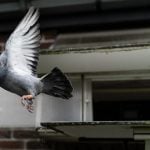 Swiss history: How the Swiss army refused to decommission its pigeons
