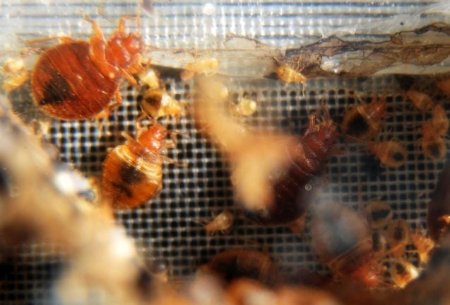 France launches emergency bedbug helpline after insect influx