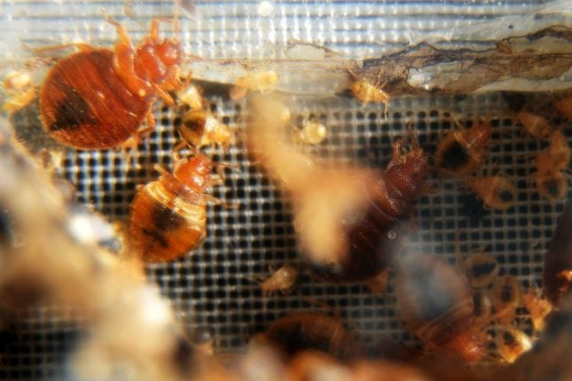 Paris sets up emergency hotline to fight bed bugs
