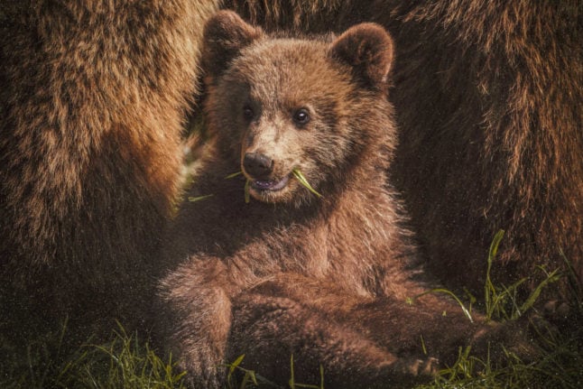 A bear cub in Sweden. Image: Janko Ferlic on Unsplash