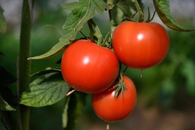 France confirms first case of ruinous tomato virus