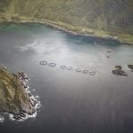 Norwegian firm fights current to post record salmon production