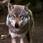 How many wolves are there in the Norwegian wild?