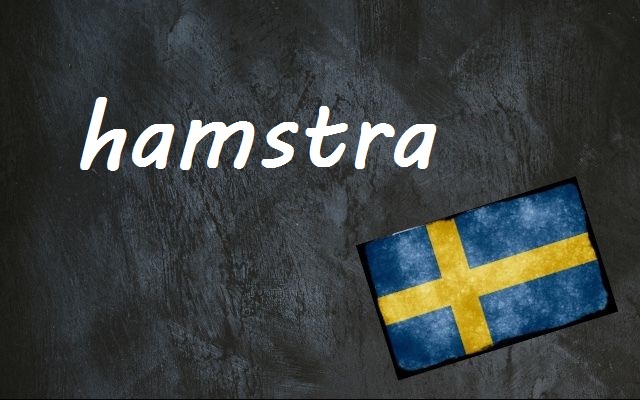 swedish-word-of-the-day-hamstra