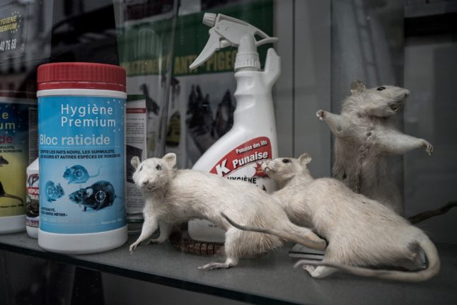 Why rats are central to the race for Paris Mayor