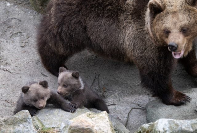 Meet the babies: Stockholm's FIVE new bear cubs make their first public appearance