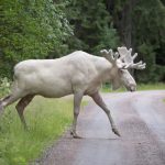 Watch: Ten of Sweden's most incredible wild animals