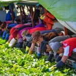 Romanian seasonal workers head to Germany despite Covid-19 pandemic