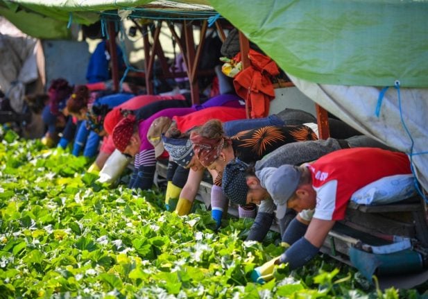 Romanian seasonal workers head to Germany despite Covid-19 pandemic