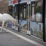 Jenny the city-dwelling horse cheers up German lockdown