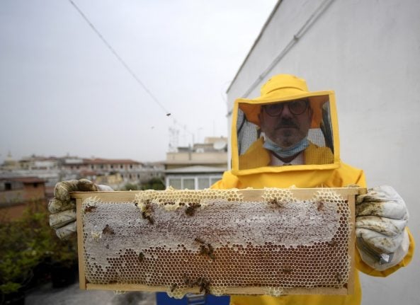 How the Italian lockdown has benefitted Rome's urban bees