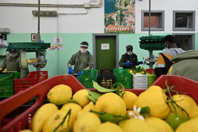 Italy flies in foreign workers to help pick its crops