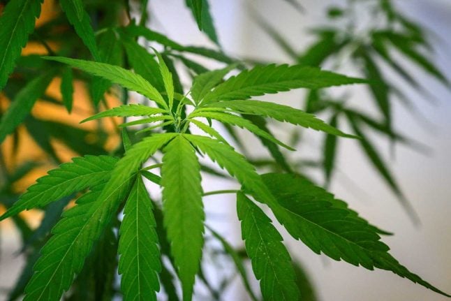 Switzerland green lights recreational marijuana trial