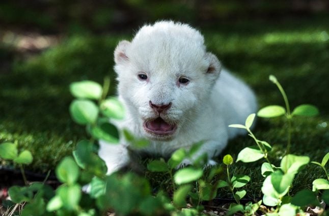 IN PICS: Rare white lion cub born in Spanish zoo